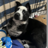 Freddie – female panda GSD